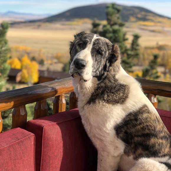 Meet your Posher, Jessica - Picture 3 of 4